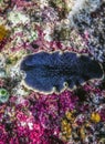 Splendid Flatworm