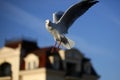 Splendid graceful white dove