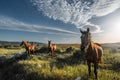 Three splendid horses on the green meadow in springtime, beautiful blue sky with original pretty clouds Royalty Free Stock Photo