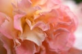 splendid huge royal double pink-yellow color roses blossom background. extreme macro shot