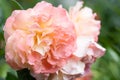 splendid huge royal double pink-yellow color roses blossom in garden. close up