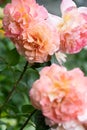 splendid huge royal double pink-yellow color roses blossom in garden. close up