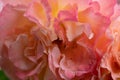 splendid huge royal double pink-yellow color roses blossom in garden. extreme macro shot