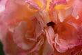 splendid huge royal double pink-yellow color roses blossom in garden. extreme macro shot