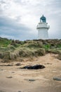 Splendid image of a sea lion lying in front of the Waipapa Point lighthouse taken on a cloudy winter day, New Zealand Royalty Free Stock Photo