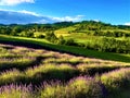 Splendid landscape, lavender field, hills, nature and environment in Castelnuovo Don Bosco town, Piedmont region, Italy