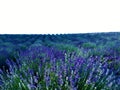 Splendid landscape, lavender field, nature and environment in Castelnuovo Don Bosco town, Italy Royalty Free Stock Photo