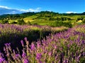 Splendid landscape, lavender field, nature and environment in Castelnuovo Don Bosco town, Italy