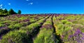 Splendid landscape, lavender field, nature and environment in Castelnuovo Don Bosco town, Italy