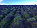 Splendid landscape, lavender field, nature and environment in Castelnuovo Don Bosco town, Italy Royalty Free Stock Photo