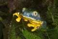 Splendid leaf frog (Cruziohyla calcarifer)