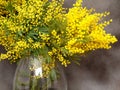 Splendid mimosa bouquet in vase Royalty Free Stock Photo