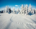 Splendid morning view of mountain forest. Bright outdoor scene with fir trees covered of fresh snow. Beautiful winter landscape. H Royalty Free Stock Photo