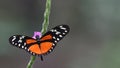 Splendid orange tropical butterfly, Guatemala Royalty Free Stock Photo