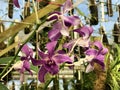 Splendid Orchid Dendrobium x superbiens Rchb.f. Dendrobium bigibbum x Dendrobium discolor or Orchidee Royalty Free Stock Photo