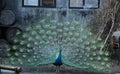 Splendid peacock with feathers out Royalty Free Stock Photo