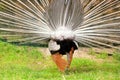 Splendid peacock with feathers out back view Royalty Free Stock Photo