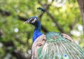 Splendid peacock with feathers out (Pavo cristatus) Royalty Free Stock Photo