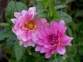 Splendid pink dahlias in the garden