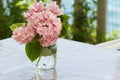 Pot with pink Hortensia flowers Royalty Free Stock Photo