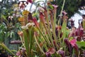 Splendid plant garden composed fully of carnivorous plants Royalty Free Stock Photo