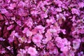 A splendid purple bloom Royalty Free Stock Photo