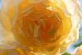 splendid roayl tea rose (Charles Austin) against blue sky at sunny day. macro shot