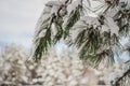 Splendid scenery in winter. Fantastic frosty morning in forest. snow-cowered pine trees under sunlight. Fantastic Royalty Free Stock Photo