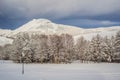 Splendid scenery in winter. Fantastic frosty morning in forest. snow-cowered pine trees under sunlight. Fantastic Royalty Free Stock Photo