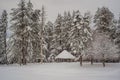 Splendid scenery in winter. Fantastic frosty morning in forest. snow-cowered pine trees under sunlight. Fantastic Royalty Free Stock Photo