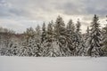 Splendid scenery in winter. Fantastic frosty morning in forest. snow-cowered pine trees under sunlight. Fantastic Royalty Free Stock Photo