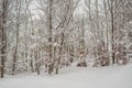 Splendid scenery in winter. Fantastic frosty morning in forest. snow-cowered pine trees under sunlight. Fantastic Royalty Free Stock Photo