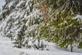 Splendid scenery in winter. Fantastic frosty morning in forest. snow-cowered pine trees under sunlight. Fantastic Royalty Free Stock Photo