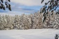 Splendid scenery in winter. Fantastic frosty morning in forest. snow-cowered pine trees under sunlight. Fantastic Royalty Free Stock Photo