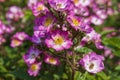 A splendid specimen of a rose Puccini in bloom.