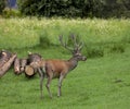 Splendid specimen of royal deer grazing