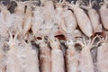 Splendid Squid Loligo duvauceli, fresh seafood market in Thailand, fresh splendid squid in ice, Large fresh splendid squid place Royalty Free Stock Photo