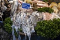 fresh seafood market in Thailand, fresh splendid squid in ice, Large fresh splendid squid