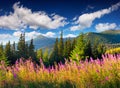 Splendid summer landscape in the Carpathians with fields of blooming beggars-ticks flowers