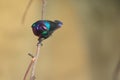 Splendid sunbird Royalty Free Stock Photo