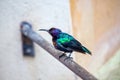 Splendid Sunbird (Cinnyris coccinigastrus) Outdoors Royalty Free Stock Photo