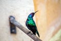 Splendid Sunbird (Cinnyris coccinigastrus) Outdoors Royalty Free Stock Photo