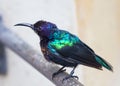 Splendid Sunbird Royalty Free Stock Photo
