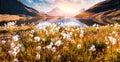 Splendid sunrise scene of Bachalp lake Bachalpsee with feather grass flowers. Sunny autunm view of Swiss alps, Grindelwald, Bern