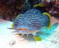 Splendid toadfish Royalty Free Stock Photo