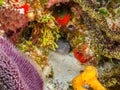 Splendid Toadfish in Coral Reef Royalty Free Stock Photo