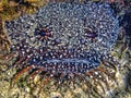 splendid toadfish ,Sanopus splendidus,toadfish Royalty Free Stock Photo