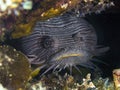 The Splendid Toadfish Sanopus splendidus is only found on the island of Cozumel Royalty Free Stock Photo