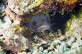 The Splendid Toadfish Sanopus splendidus is only found on the island of Cozumel Royalty Free Stock Photo