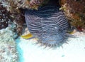 Splendid Toadfish Royalty Free Stock Photo